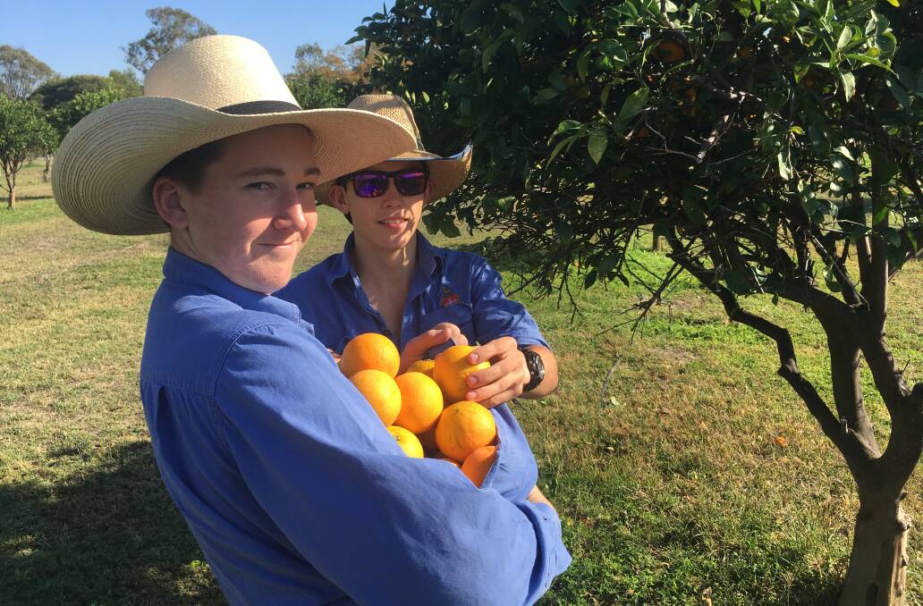 PICKING: Rockhampton Grammar School students harvested oranges and donated 600kg of fruit to Foodbank.