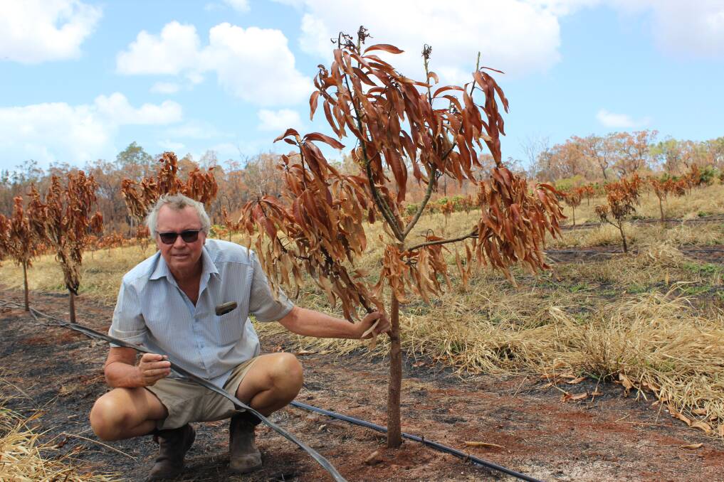 BURNT: Robert Sikes saved his farm but thinks the fire which destroyed more than 700 mango trees and irrigation might have been avoidable with better land management.