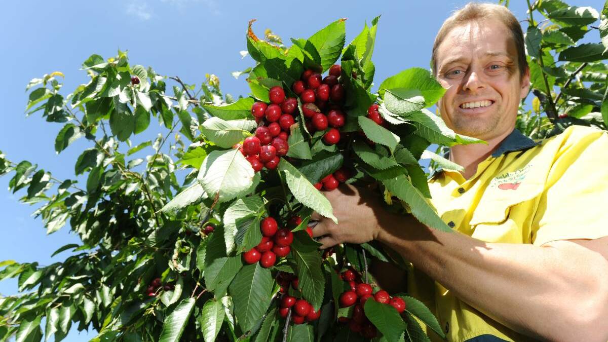 Cherry Growers Australia president Tom Eastlake