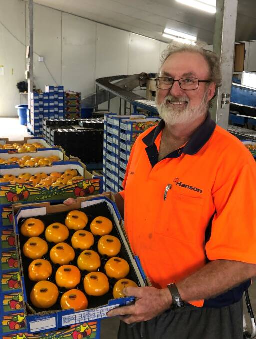 READY: Queensland persimmon grower, Ross Stuhmcke prepares a consignment of his delicious fruit for the first shipment bound for Thailand. Photo: Persimmons Australia