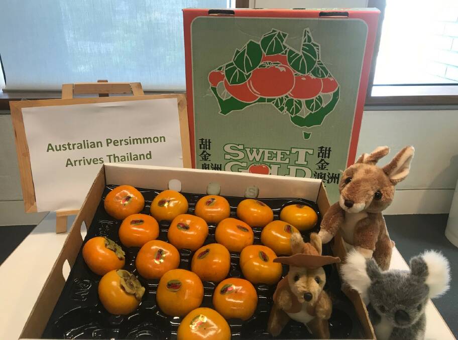 ARRIVAL: First shipment of Australian sweet persimmons arrive in Thailand under the new protocol. Photo: Persimmons Australia