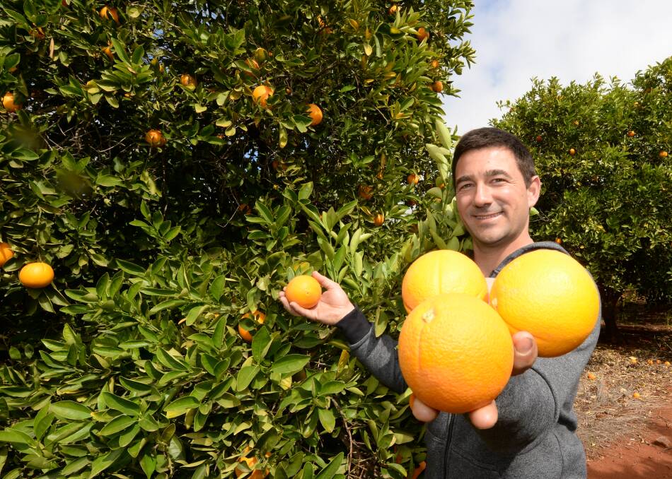 JUICY: Griffith and District Growers' Association secretary, Vito Mancini, from Redbelly Citrus. Photo: Rachael Webb.