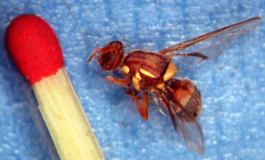 Time to tackle fruit fly nationally