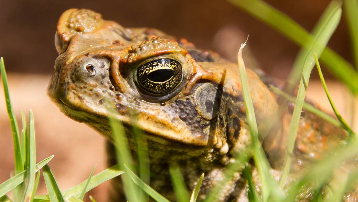 CAUTION: If you find a cane toad always wear protective gloves and eyewear when handling potential cane toads as they extrude (and sometimes squirt) poison from glands positioned behind the head. Photo by Department of Primary Industries.