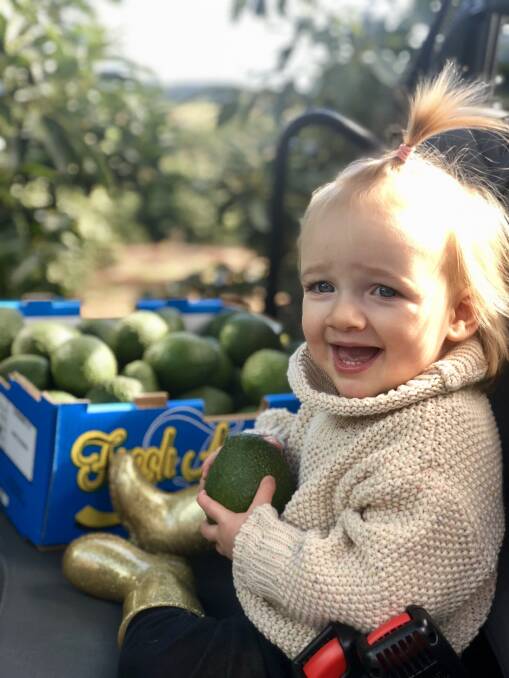 GOLDEN: Tallulah Bell helps out with the avocado harvest. 