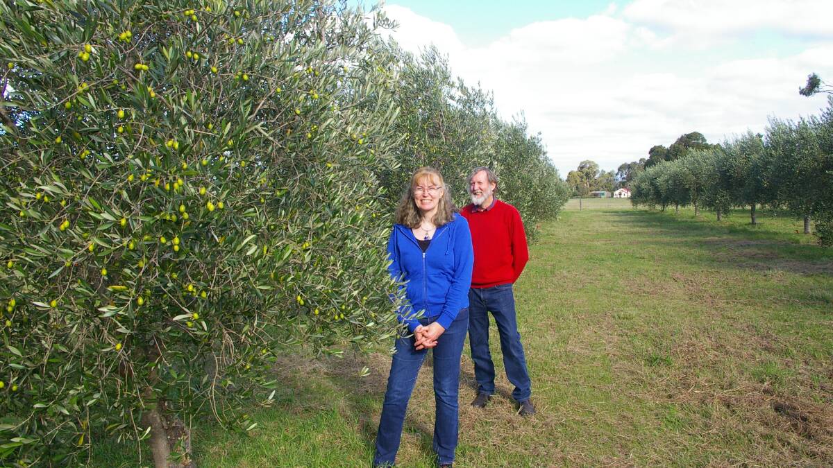 Andrea and Chris McCallum in their Devon Siding olive grove.