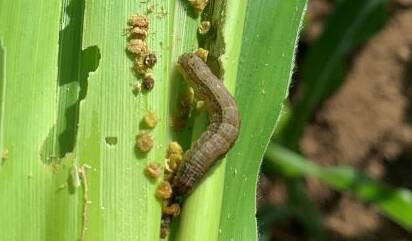 DAMAGE: NSW DPI is waiting for tests to confirm suspect larvae found in Hillston crops and other areas. Photo: Queensland DAF
