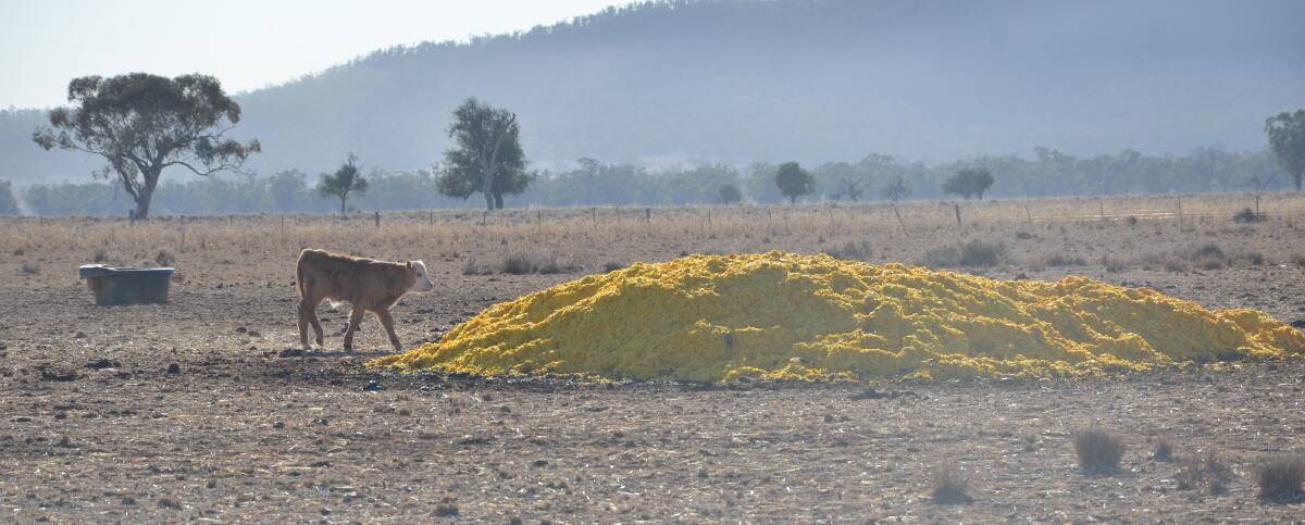 OUTSIDE THE BOX: A calf at Gunnible's Telba property near Carroll makes its way to the orange pile for an early morning feed. Photo: Billy Jupp 
