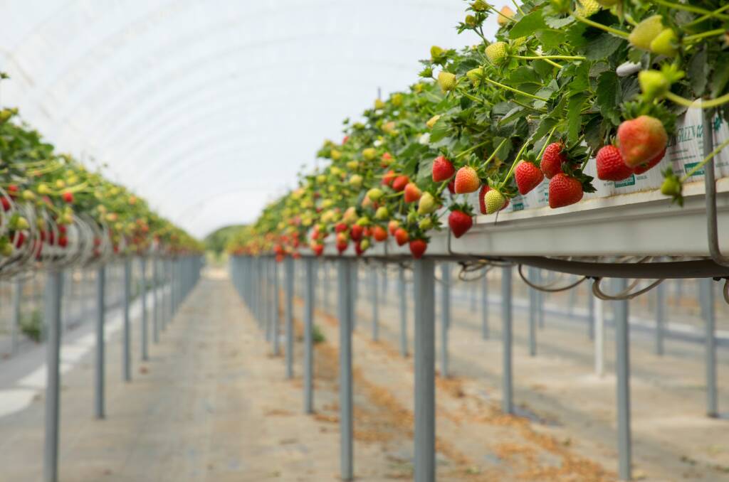 Driscoll's 'Sweetest Batch' strawberry at the Tasmanian growing site. Picture supplied