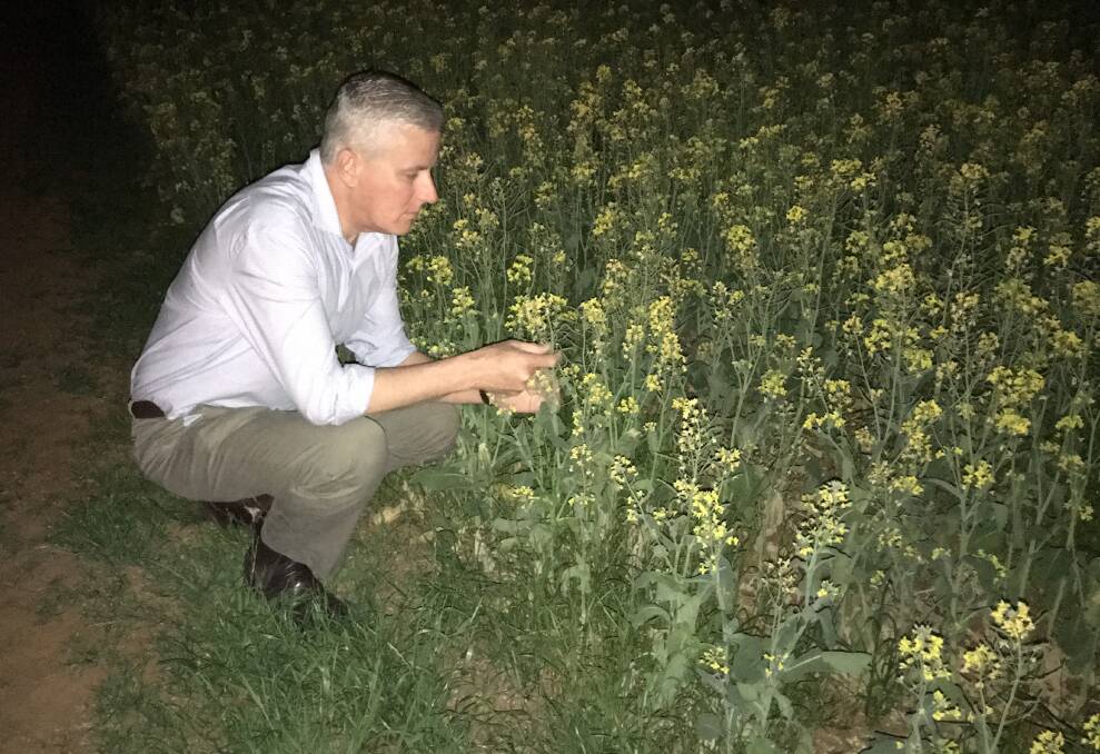 NSW Riverina Nationals MP Michael McCormack checking out crop conditions.