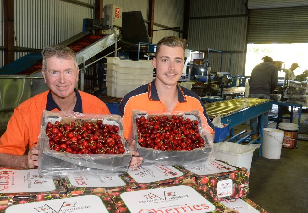 RIPE: Peter West and nephew, Tom, show off the first of their cherries harvested and packed at their West Balmoral orchard between Nashdale and the Towac Valley near Orange.