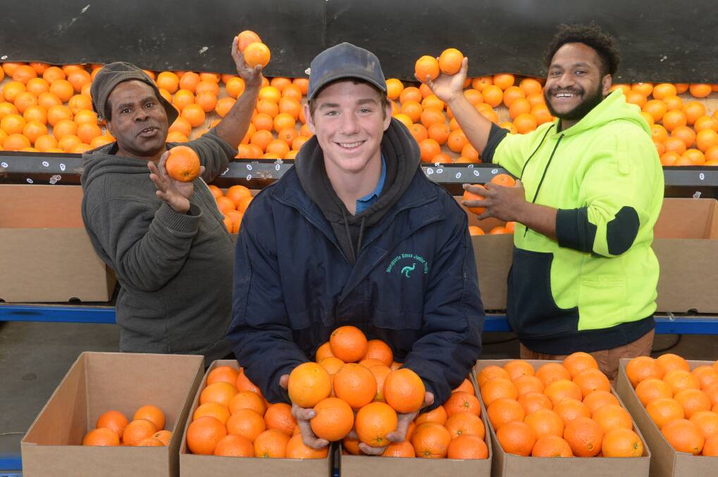 BUSY: Avo Fekaro, Harry Robertson and Niggle Porykali enjoying their morning sorting oranges for packing at the Roberts family's Mumble Peg orchard, Narromine.
