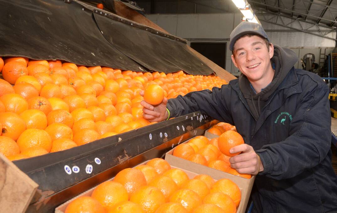 ON THE JOB: Working on the sorting tray checking for blemishes at Mumble Peg orange orchard packinghouse is Harry Robertson, Narromine.