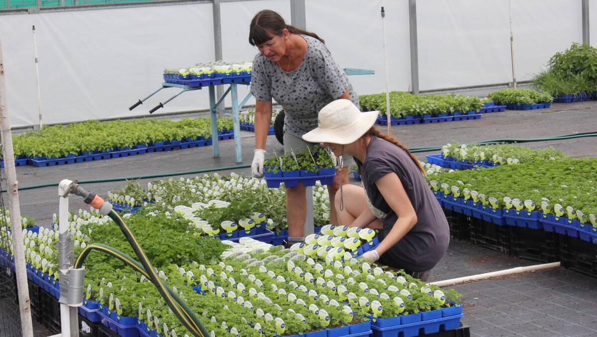 WORKING: Traineeships and apprentices are available in the nursery industry.