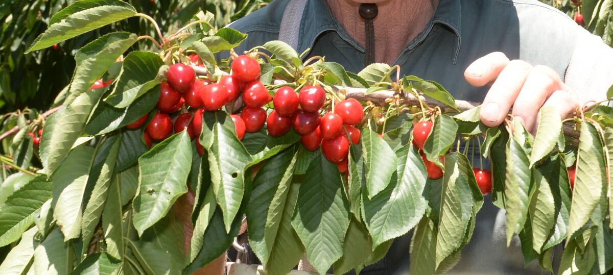 READY: Even with seasonal storms of wind, rain and hail in several cherry growing regions earlier in the picking season, the abundance of big, juicy, sweet fruit will please all cherry lovers.