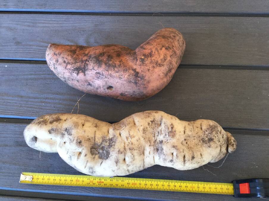 WEIGH IN: The white sweetpotato weighs in at 1.78kg and measured 36cm long, while the red is a little shorter, but is fatter and weighs 1.82kg.