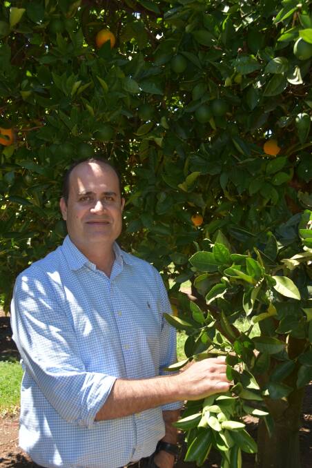 Fruit Fly Emergency Response incident controller Con Poulos says with good community and industry engagement, the Riverland can win the fight against fruit fly. Picture by Alisha Fogden