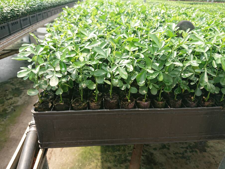 
HEALTHY: Citrus rootstock in 98 cell PropTek trays ready for transplanting into 100mm Jumbo Ellepots.