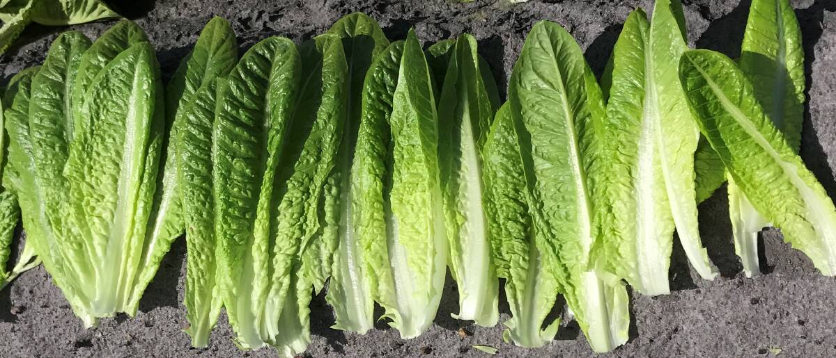 READY: The Cos lettuce variety, NUN 6193, which produces a high number of leaves of similar size which can be marketed as a whole leaf, cut leaf or in a sleeve for fresh market. 