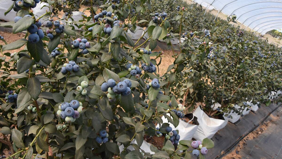 GROWING: Blueberries remain popular around the world, according to Rabobank research, which suggests the industry will continue to expand. 