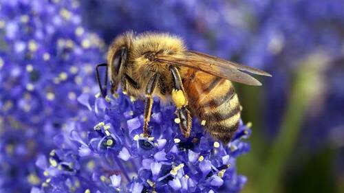 LOCATION: The DNA tests can determine the main floral influence in the honey.