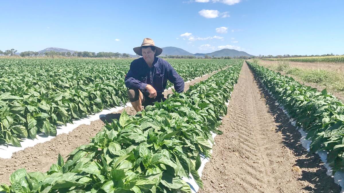 OPPORTUNITY: Bowen Gumlu Growers Association president, Carl Walker, believes the horticulture industry will benefit from the Japanese students' visit.