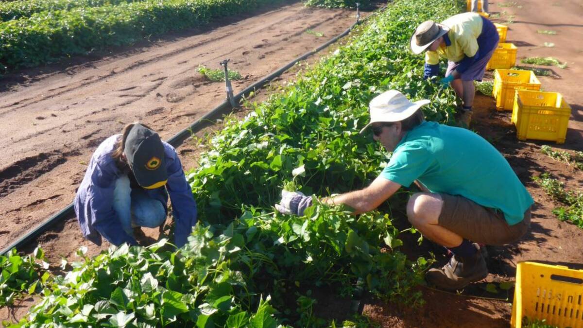 YOUNG PLANTS: Researchers and growers cutting a plant bed. Investigating the best techniques for generating vigorous sprouts from nursery plant beds has been a substantial research target for sweetpotato scientists in recent years.