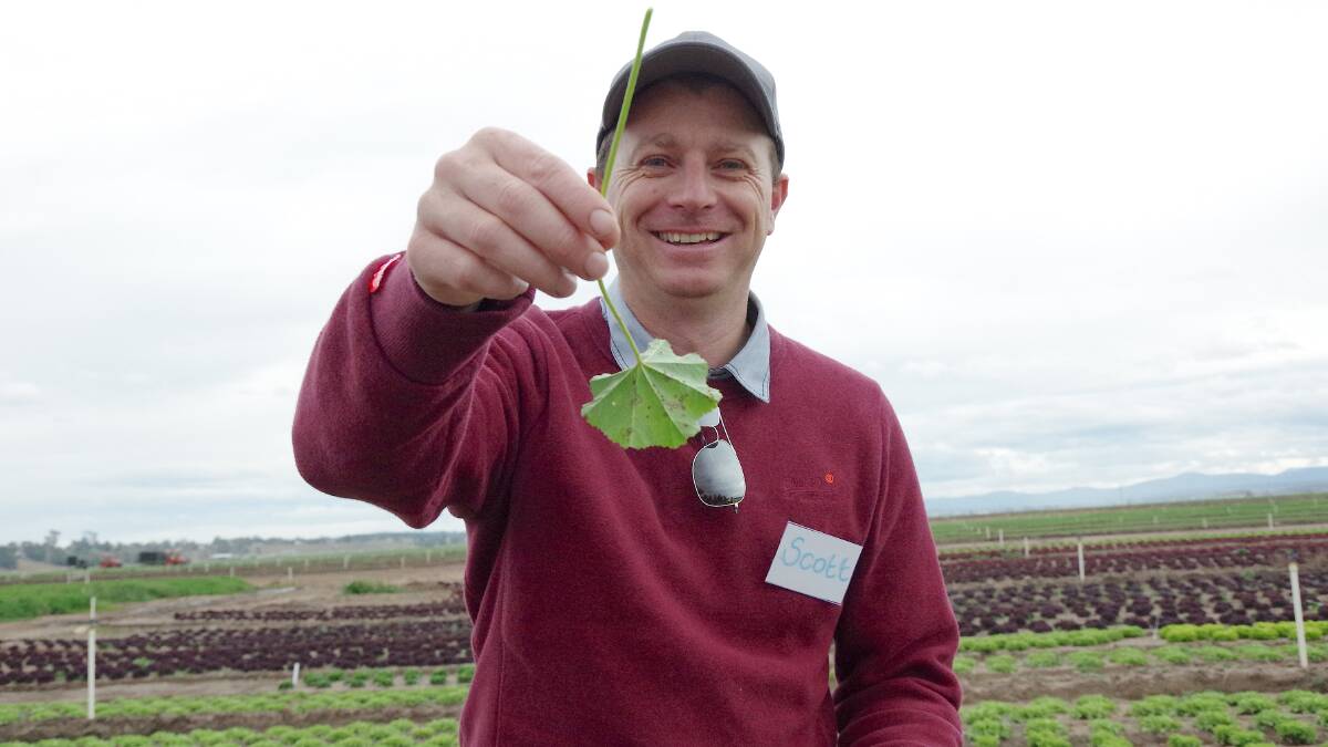 Scott Botten, Mulgowie Farming Co, Boisdale, Vic, with marshmallow weed showing signs of rust. 