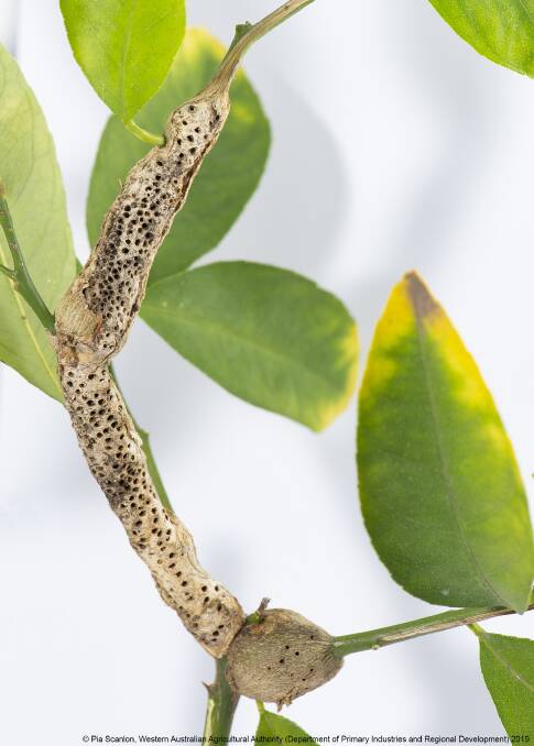 DAMAGE: A close-up of distinctive emergence holes on a citrus branch infested by citrus gall wasp. 