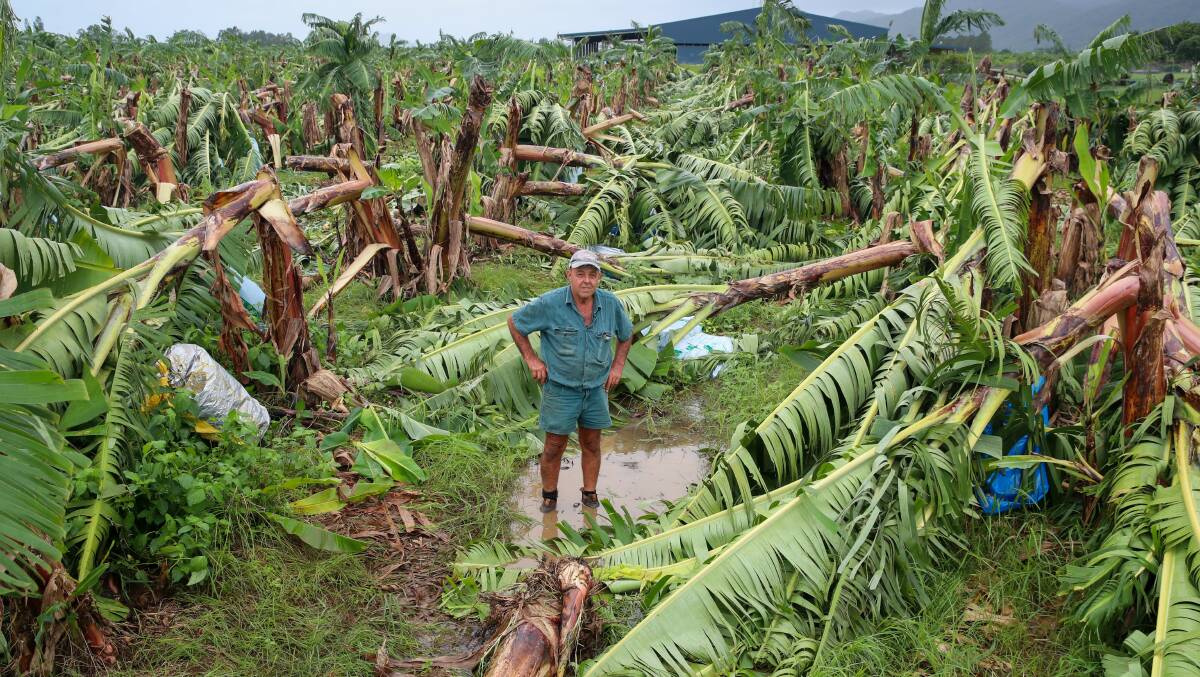 HIT: Farmer Angelo Russo, Boogan, Innisfail, stands in his devastated Banana crop which was flattened by strong winds associated with Cyclone Niran on Monday. Picture: Michael Chambers. 