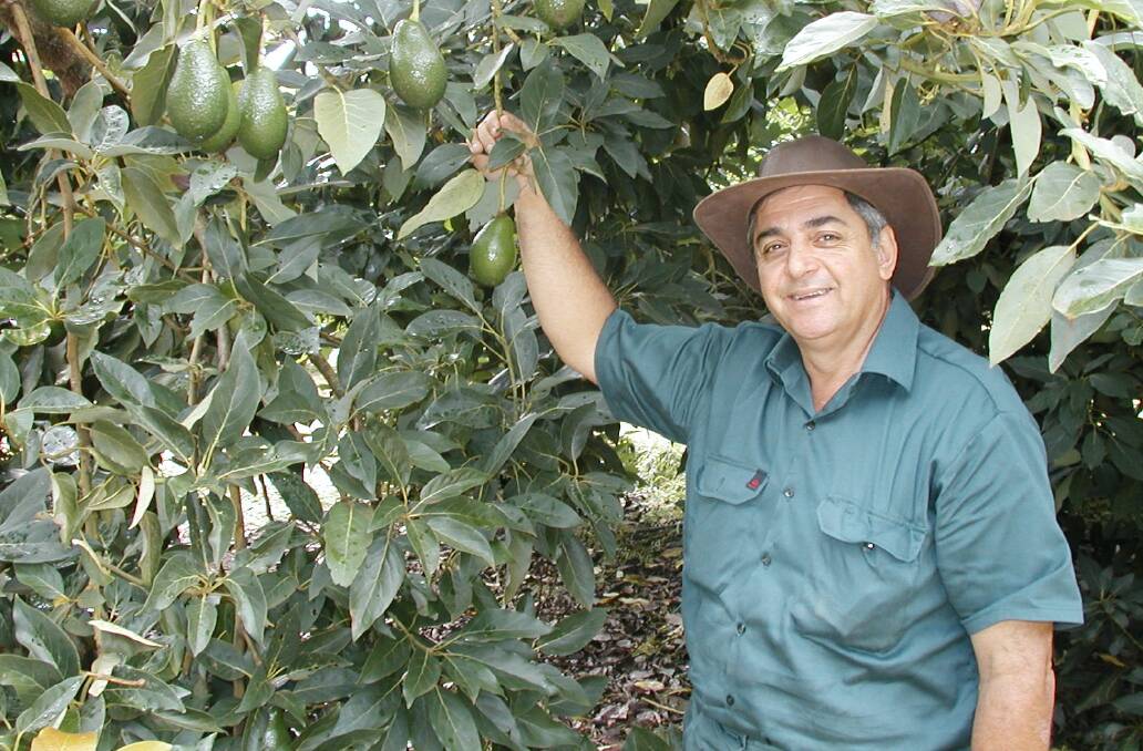 IMPROVING: Avocados Australia chairman Jim Kochi with the high value crop.