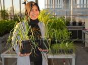 EXPLORING: University of Queensland PhD candidate Sari Nurulita is looking at the viruses within garlic plants to help better understand management strategies. 