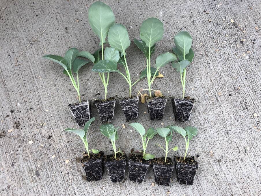 GROWTH: The effects of Biostart's key soil biostimulant, Mycorrcin, seen in the top row of plants, shows improved plant health and resilience by stimulating soil microbes, including mycorrhizal fungi.