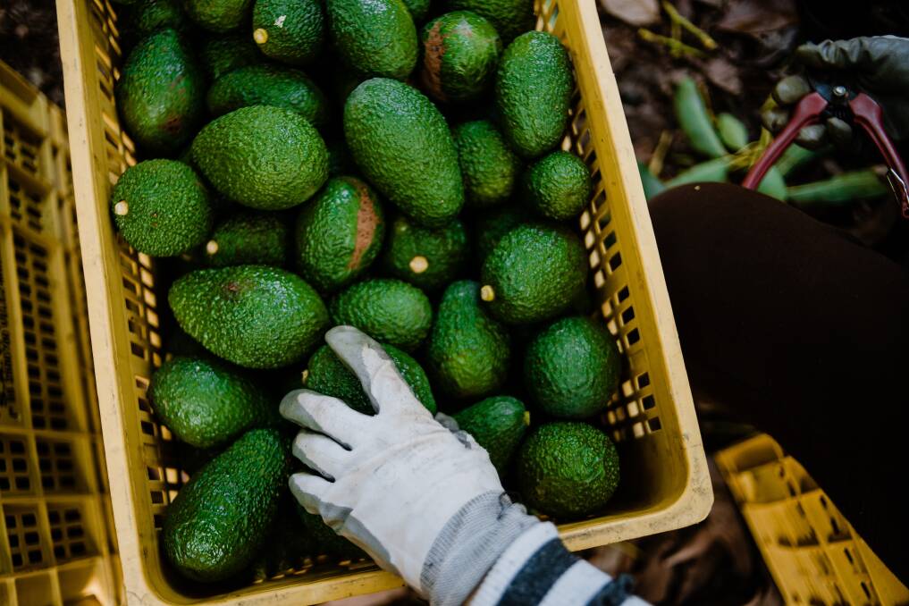 CASH: The Federal Government has committed funds to helping improve access for Australian avocados into Japan and New Zealand. Photo: Shutterstock