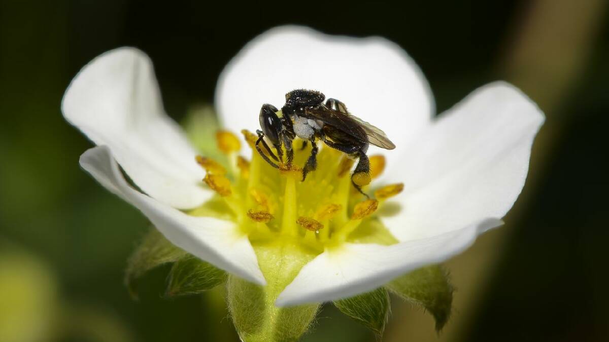 BUSY: A stingless bee makes the most of a strawberry flower. Photo: Tobias Smith, University of Queensland. 
