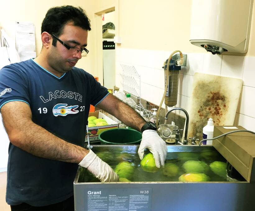DEEP: PhD candidate Umar Muhammad discovering clues behind Resin Canal Discolouration in Australian mangoes.