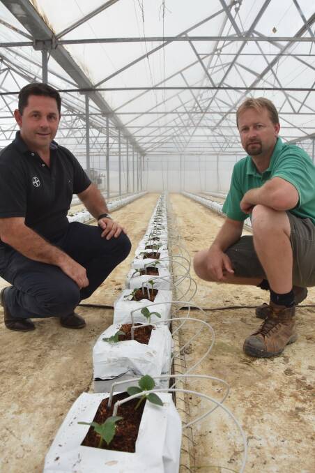 BETTER USE: Darren and Andrew with young mini cucumber seedlings in the coco peat bags. Use of Serenade Prime has allowed them once again to use the one bag for four crops.
