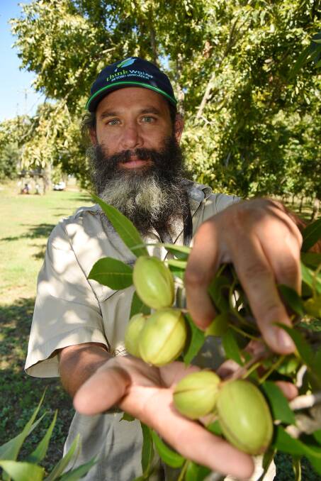 ADAPTABLE: Australian Pecan Association president, Scott Clark, says pecan nuts will grow in a wide range of climates throughout Australia. 