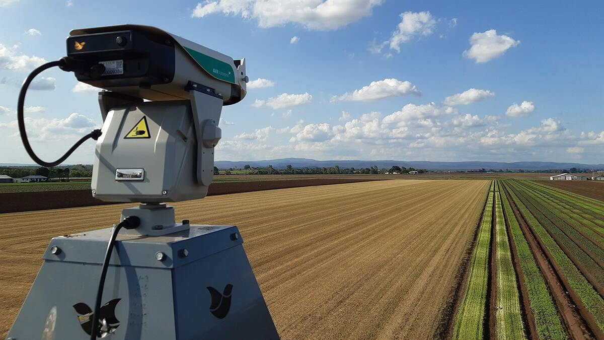 PREVENTION: A laser positioned over a field crop in order to deter birds from damaging the plants. 