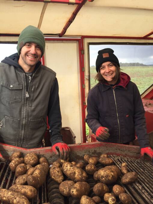 WORKERS: Jill and Alex, two American backpackers grading potatoes in Tasmania. 