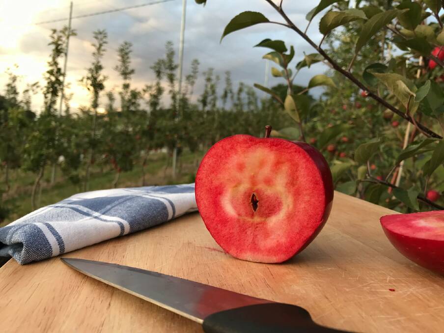 RED INSIDE: The Redlove apple is a newly launched red-fleshed apple from Lenswood Apples.