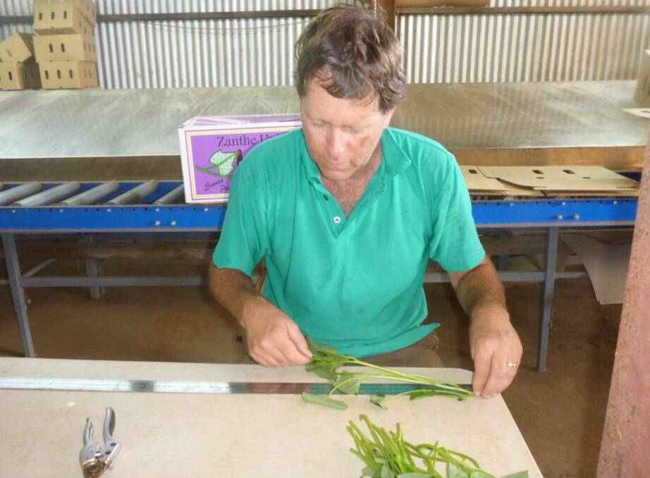 CLOSE INSPECTION: Horticultural scientist Craig Henderson, Henderson RDE, assessing sweetpotato cuttings for disease resistance and Australian climate suitability.