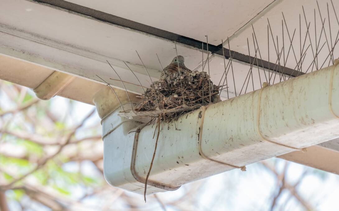 PERSISTENT: Many traditional methods of preventing birds from nesting are not effective. 