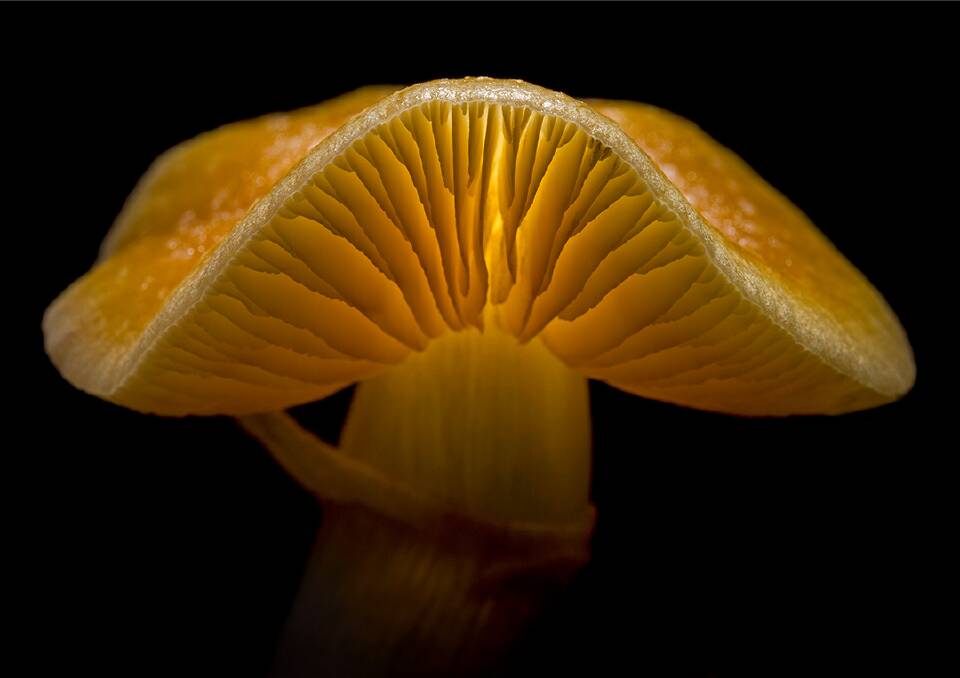 GROOVY: Psilocybe cubensis, or golden top, is one of the "magic mushrooms" which are being researched for their potential medicinal properties. Photo: Paul Vallier