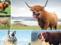 A selection of some of the mash-ups between cattle and dog breeds. Click through the gallery to see more. 