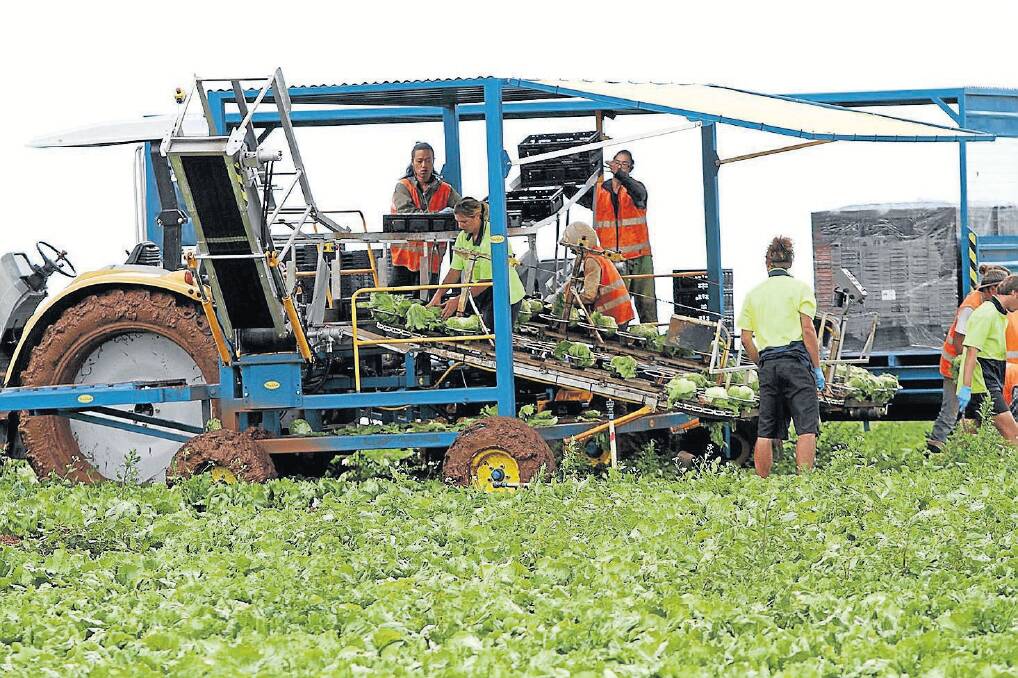 YIELD: Harvest Moon workers harvesting a bumper lettuce crop in 2012. 