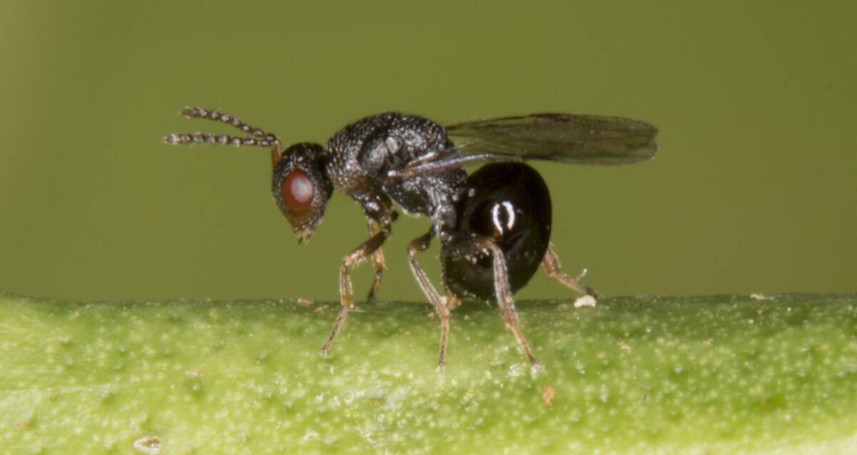 NASTY LADY: A female citrus gall wasp which can significantly impact citrus orchards.