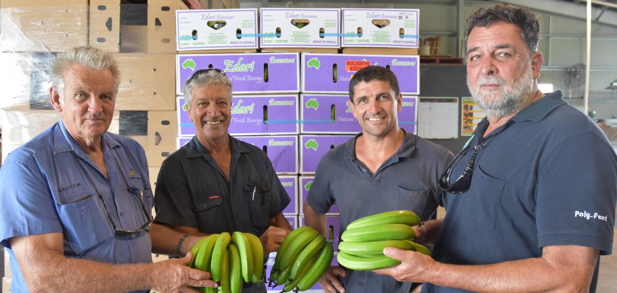 Malcolm Hawthorne, Lindsay Rural Innisfail, banana growers Dan and Shayne Cini and Haifa's Peter Anderson inspect the Cini’s Edari Bananas.