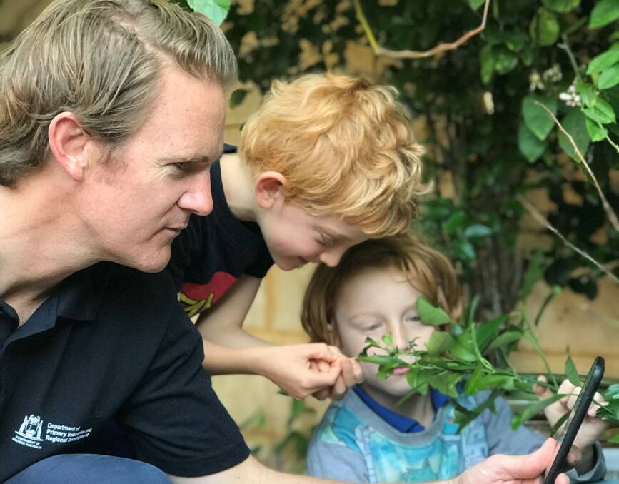 SURVEILLANCE: WA DPIRD officer Rick Bryant and his twin sons Otis (left) and Henry on the hunt for interesting insects, pests and weeds as part of Biosecurity Blitz 2018 which continues this week. 
