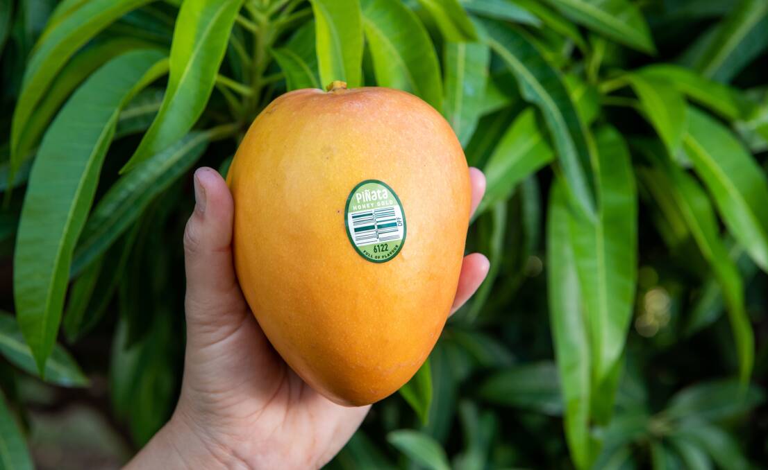 PROMO: Pinata Farms owns the rights to Honey Gold mangoes and is promoting them this summer. 